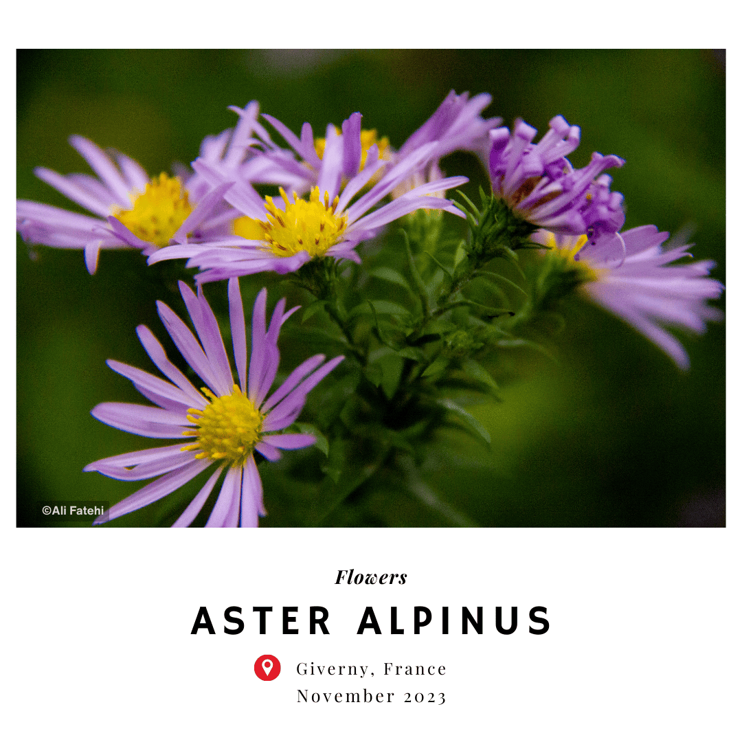 A close-up of Aster Alpinus flowers, featuring purple petals and yellow centers, taken in Giverny, France, in November 2023.