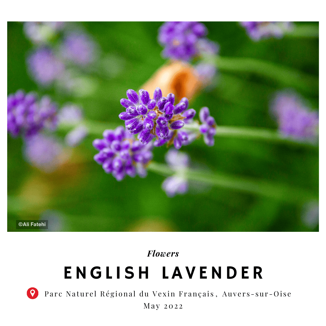 A close-up of English lavender flowers with purple blooms, taken in Parc Naturel Régional du Vexin Français, Auvers-sur-Oise, May 2022.