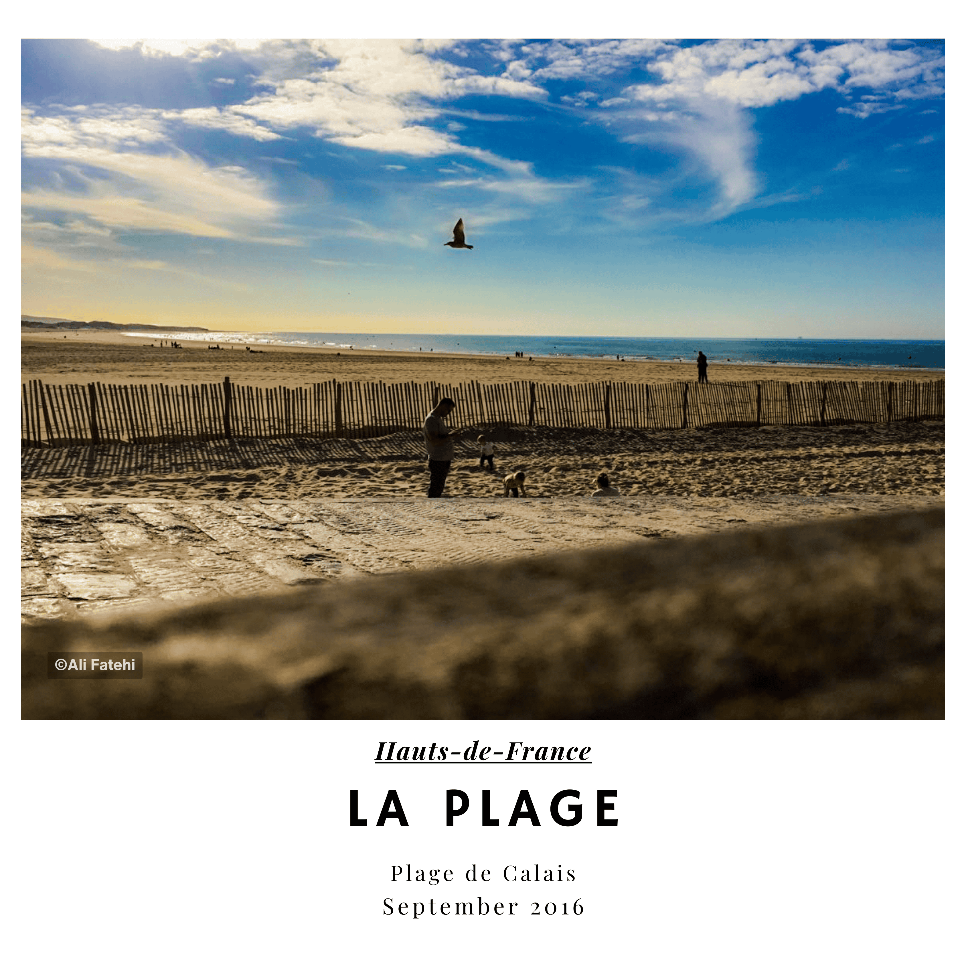 A person standing with their dog on the beach at Plage de Calais, with a seagull flying overhead, taken in September 2016.